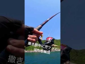 撒き餌中にヒットする瞬間！ #チヌ #ふかせ釣り #フカセ釣り #釣り #磯 #グレ #fishing #タイ#磯釣り#ヒットシーン