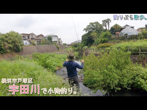 横浜市戸塚区 宇田川で小物釣り。戸塚にこんな場所が～～！暑い夏にお勧めの場所！
