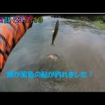 鮎釣り日記 23 7 10