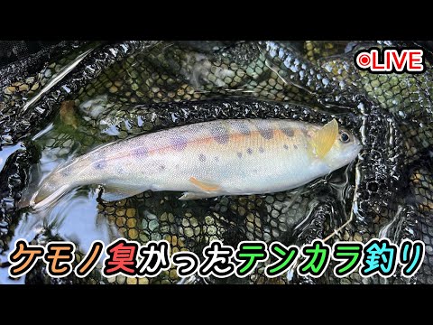 【魚釣りLive】槻川のいつもの場所でテンカラ釣り【ニコ生同時配信】
