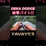 デカダッヂ衝撃バイトシーンがYAVAYだろ#fishing #bassfishing #バス釣り　#raid #raidjapan #デカダッヂ　#衝撃　#やばい #魚釣り #釣り #fishing