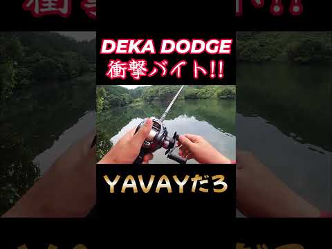 デカダッヂ衝撃バイトシーンがYAVAYだろ#fishing #bassfishing #バス釣り　#raid #raidjapan #デカダッヂ　#衝撃　#やばい #魚釣り #釣り #fishing