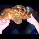 幻の魚の簡単な釣り方が判明しました。