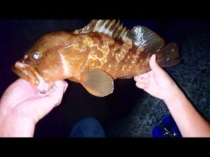 幻の魚の簡単な釣り方が判明しました。