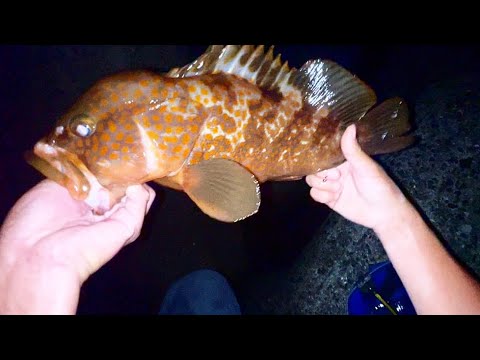 幻の魚の簡単な釣り方が判明しました。