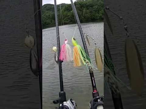 メガロドーンを通常サイズのスピナベと大きさの比較したら…違いがヤバい😅  ジャッカル