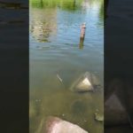 ７月１２日　旧中川　川の状態　＃shorts ＃ハゼ釣り