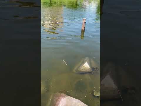 ７月１２日　旧中川　川の状態　＃shorts ＃ハゼ釣り