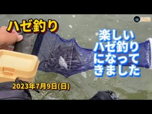【ハゼ釣り】 楽しいハゼ釣りになってきました 2023年7月9日
