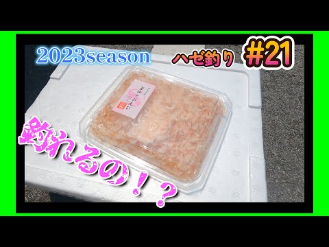 2023年【ハゼ釣り#21】7月11日‗教えていただいたエサを試してみたら☆‗釣果情報