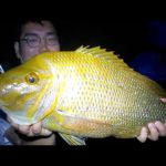 釣り人の憧れ「タマン」ことハマフエフキを釣ったからには食べてみた