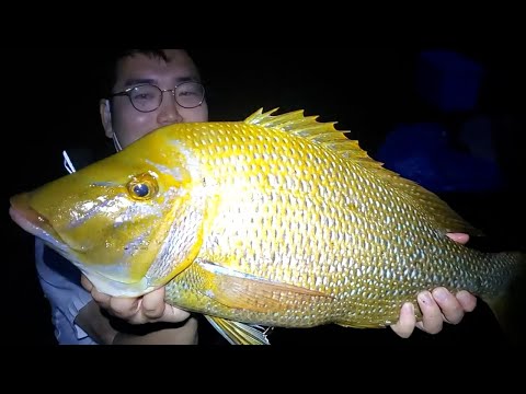 釣り人の憧れ「タマン」ことハマフエフキを釣ったからには食べてみた