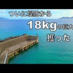 ついに釣り上げた！メーターオーバーの「ぬし」はこの小さな堤防に潜んでいた。