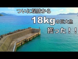 ついに釣り上げた!メーターオーバーの「ぬし」はこの小さな堤防に潜んでいた。