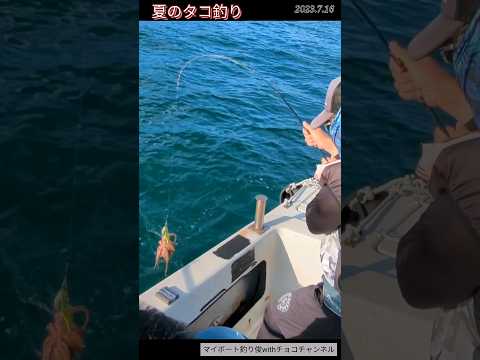 【タコ釣り】やっとリリースせずに持ち帰れたサイズ。