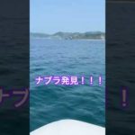 ナブラ発見！ #ゴムボートフィッシング #ブリジギング #北海道釣り