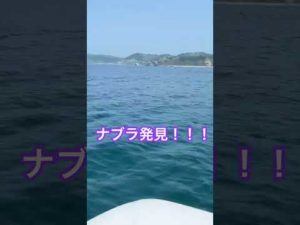 ナブラ発見！ #ゴムボートフィッシング #ブリジギング #北海道釣り