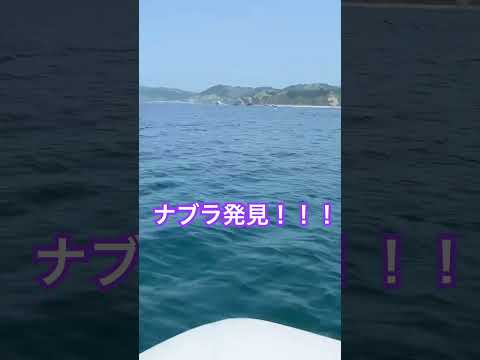 ナブラ発見！ #ゴムボートフィッシング #ブリジギング #北海道釣り