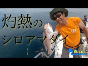 【タイラバ】灼熱のシロアマダイ釣り【アマラバ】