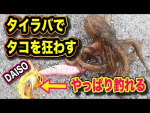 ◆タコ釣りで試してください【タイラバでタコを狂わせ連発！ 】タコが沸いていない？ ＜オカッパリのタコ釣り＞