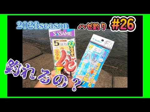 2023年【ハゼ釣り#26】7月22日‗市販の仕掛けで釣ってみよう☆‗釣果情報