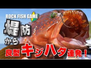ド日中は渋いし釣れないと思っている方必見!DAYでも良型キジハタは釣れる!!