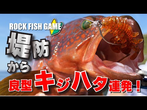 ド日中は渋いし釣れないと思っている方必見！DAYでも良型キジハタは釣れる！！