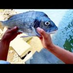 川で釣れたチヌって美味いんか？