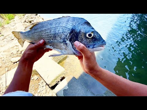 川で釣れたチヌって美味いんか？