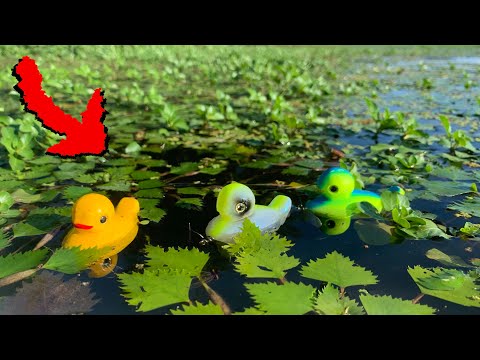 え、ブラックバスって僕らアヒルも捕食対象なんですか???