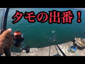 浜名湖で真夏のダンゴ釣り。