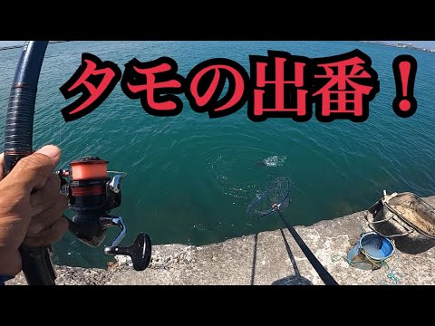 浜名湖で真夏のダンゴ釣り。