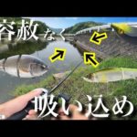 【夏のバス釣り】トップウォーターや、様々なルアーが高反応！『G-DASH』『ジョイクロ』バシリスキー　ビッグベイト　レイドジャパン　ガンクラフト　デプス　ベイトタックル　シマノ　アンタレス　岡山県野池