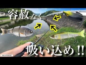 【夏のバス釣り】トップウォーターや、様々なルアーが高反応！『G-DASH』『ジョイクロ』バシリスキー　ビッグベイト　レイドジャパン　ガンクラフト　デプス　ベイトタックル　シマノ　アンタレス　岡山県野池