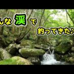 【渓流ベイトフィネス】釣り人が、あんまり来てない！？クモの巣が多く、落差の激しい渓で釣ってきた♪