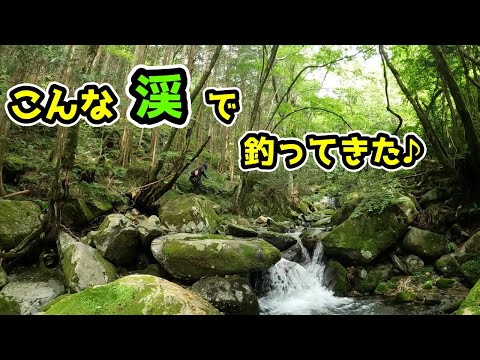 【渓流ベイトフィネス】釣り人が、あんまり来てない！？クモの巣が多く、落差の激しい渓で釣ってきた♪