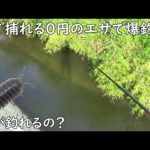 釣れる！！この０円のエサで爆釣