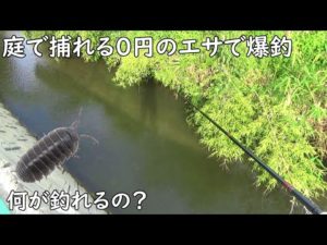 釣れる！！この０円のエサで爆釣