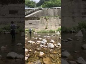 人生2回目の鮎釣り@有田川 【フィッシングマックス上野芝店】