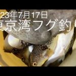東京湾白子ショウサイフグ釣り 2023年7月17日