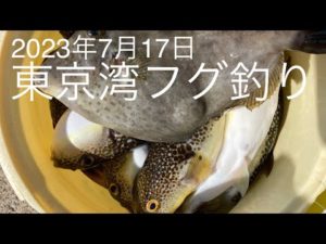 東京湾白子ショウサイフグ釣り 2023年7月17日