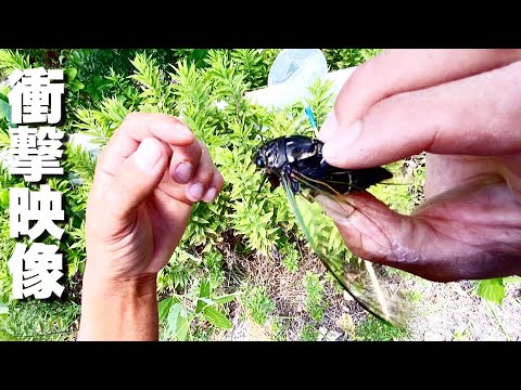 騒音により巨大魚の餌食です。