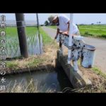 田舎の田んぼ脇の水路で釣りしてみたら、入れ食いが止まらない…