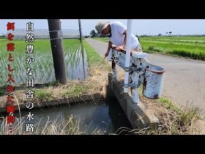 田舎の田んぼ脇の水路で釣りしてみたら、入れ食いが止まらない…
