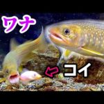 イワナ水槽にコイを泳がせると…釣り人必見？！リアクションバイト！