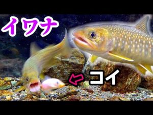 イワナ水槽にコイを泳がせると…釣り人必見？！リアクションバイト！