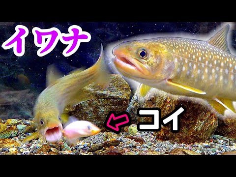 イワナ水槽にコイを泳がせると…釣り人必見?!リアクションバイト!
