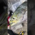 西宮ケーソン『サヨリ釣り開幕』かなりの数の群れが来た！　　フィッシングマックス芦屋店