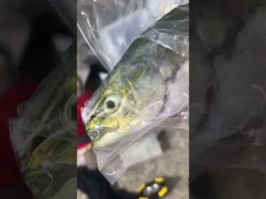 西宮ケーソン『サヨリ釣り開幕』かなりの数の群れが来た！　　フィッシングマックス芦屋店