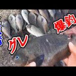 【新企画！】ご視聴者さんとふかせ釣りに行ったら爆釣でした！初心者でも楽しめる、大阪湾のグレ釣り！岸和田一文字、沖の北。